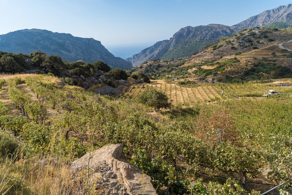 Wijnen van Kreta ontdekken herboren wijncultuur met eeuwenoude ziel en unieke druivenrassen