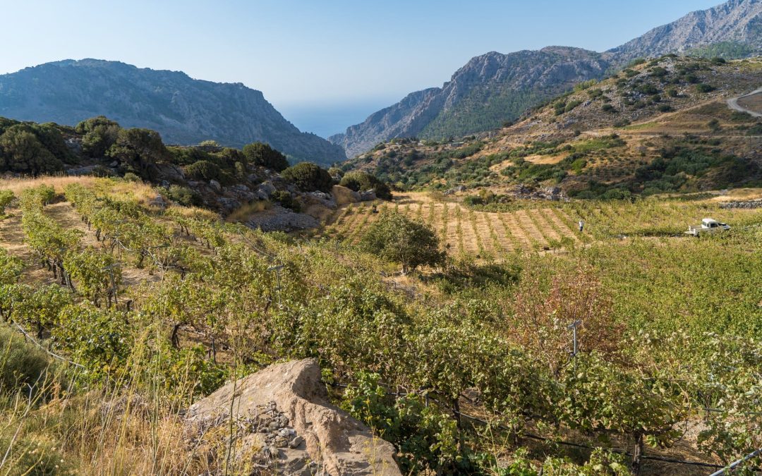 Wijnen van Kreta ontdekken: herboren wijncultuur met eeuwenoude ziel en unieke druivenrassen