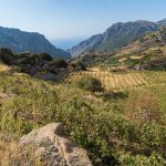 Wijnen van Kreta ontdekken herboren wijncultuur met eeuwenoude ziel en unieke druivenrassen